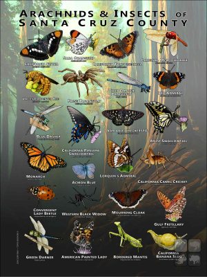 Arachnids & Insects of Santa Cruz County poster