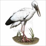 Asian Openbill Stork drawing