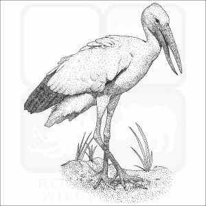 Asian Openbill Stork black and white drawing