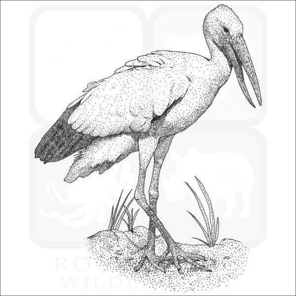 Asian Openbill Stork black and white drawing
