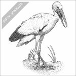 Asian Openbill Stork black and white stock drawing