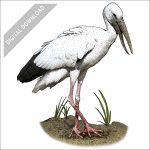 Asian Openbill Stork stock art drawing