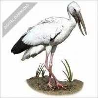 Asian Openbill Stork stock art drawing
