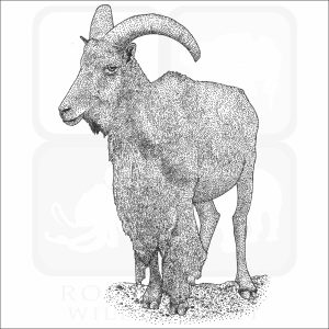 Barbary Sheep black and white drawing