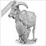 Barbary Sheep black and white stock drawing