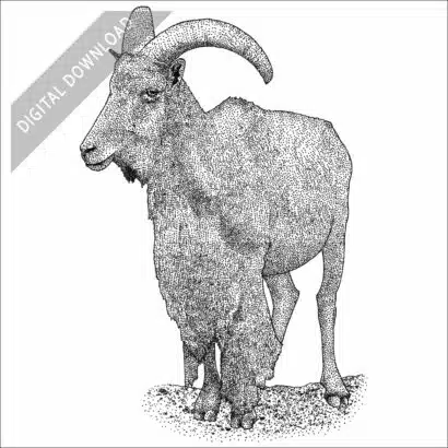 Barbary Sheep black and white stock drawing
