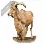 Barbary Sheep stock art drawing