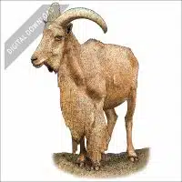 Barbary Sheep stock art drawing