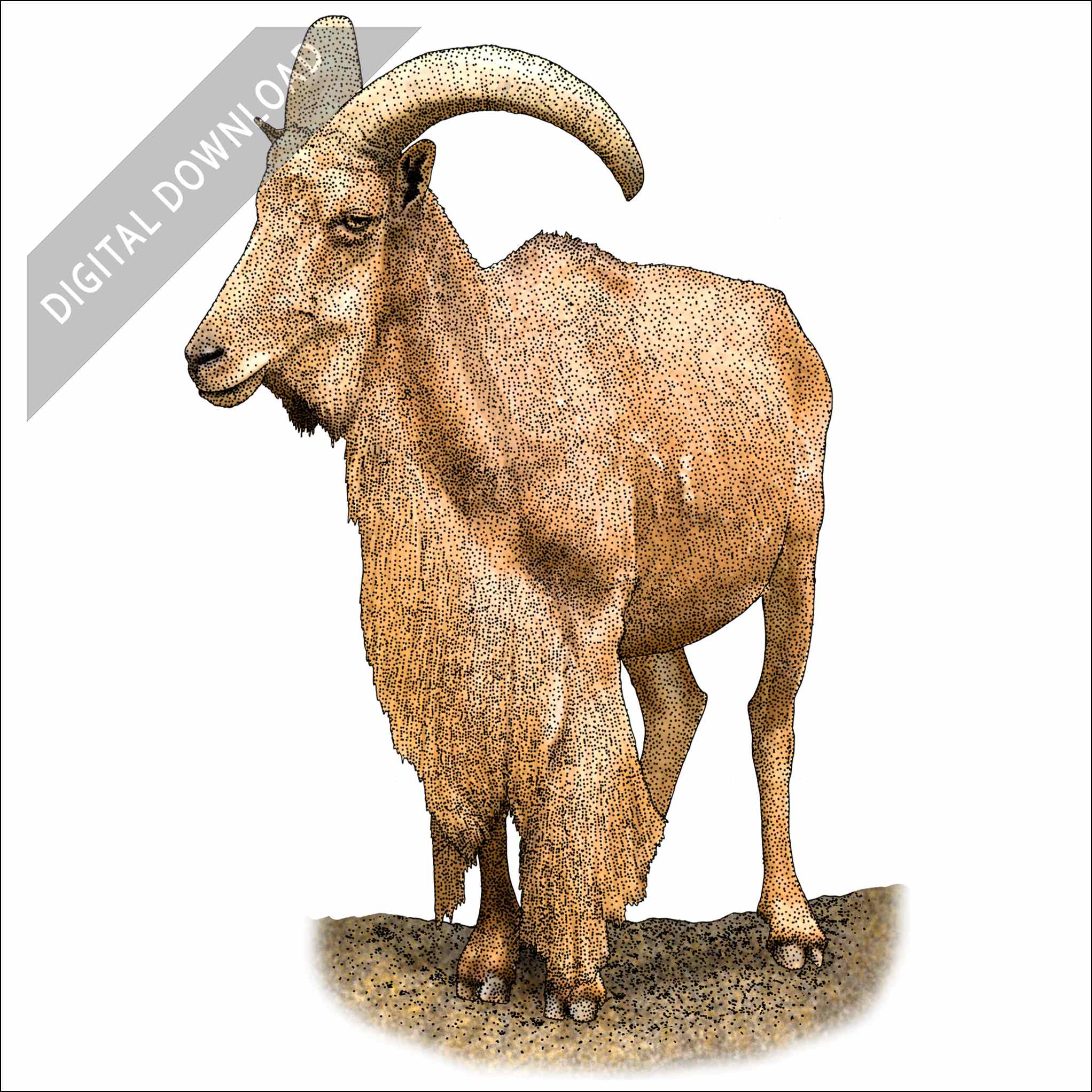 Barbary Sheep Barbary Sheep stock art drawing