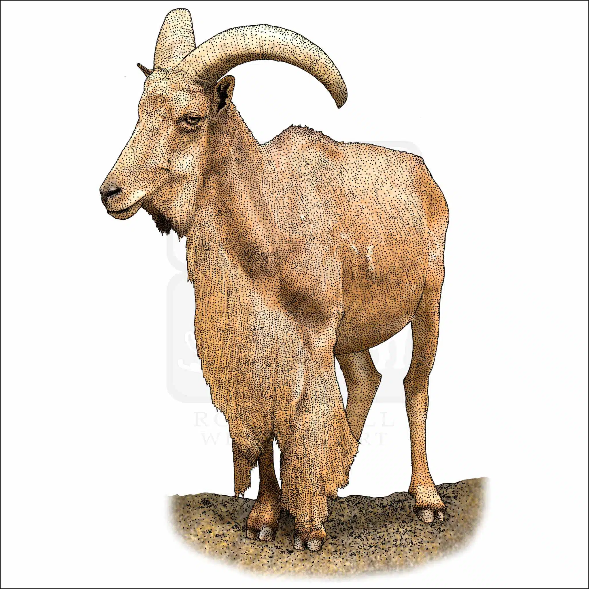 Barbary Sheep Barbary Sheep illustration