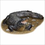 Black Caiman drawing