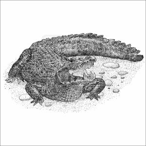 Black Caiman black and white drawing