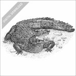 Black Caiman black and white stock art drawing