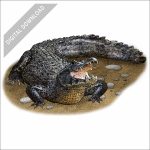 Black Caiman stock art drawing