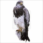 Black-Chested Buzzard-Eagle drawing