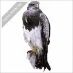 Black-Chested Buzzard-Eagle stock art drawing