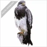 Black-Chested Buzzard-Eagle stock art drawing
