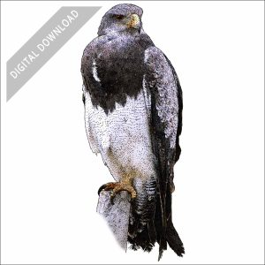 Black-Chested Buzzard-Eagle stock art drawing