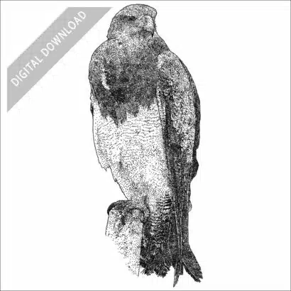 Black-Chested Buzzard-Eagle black and white stock drawing