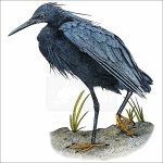 Black Heron drawing
