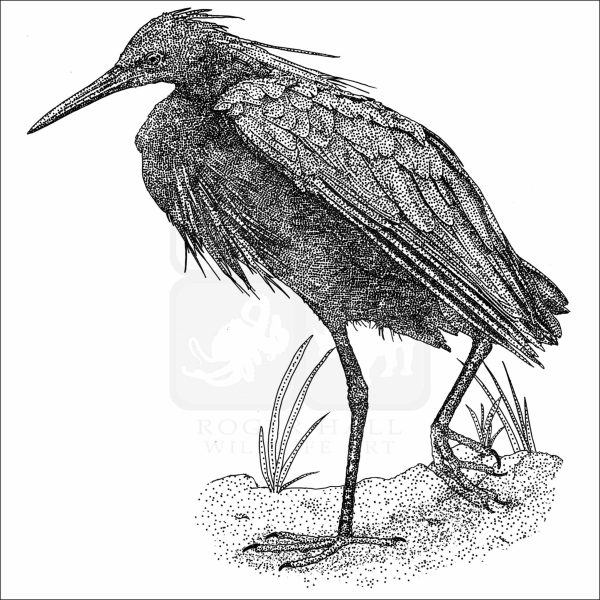 Black Heron black and white drawing
