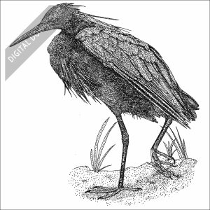 Black Heron black and white stock drawing