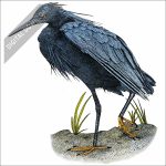 Black Heron stock art drawing