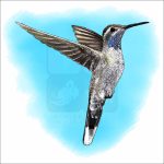 Blue-Throated Mountain-Gem Hummingbird illustration