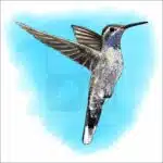 Blue-Throated Mountain-Gem Hummingbird illustration