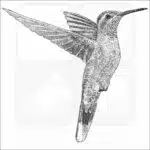 Blue-Throated Mountain-Gem Hummingbird - Signed Fine Art Print - Image 2