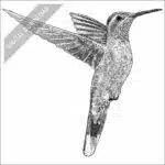 Blue-Throated Mountain-Gem Hummingbird black and white stock drawing