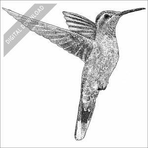 Blue-Throated Mountain-Gem Hummingbird black and white stock drawing