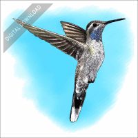 Blue-Throated Mountain-Gem Hummingbird stock art drawing