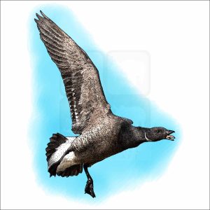 Brant Goose drawing