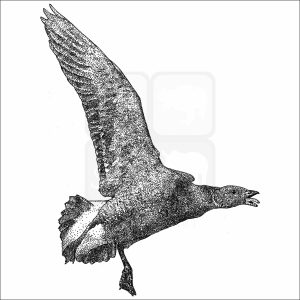 Brant Goose black and white drawing