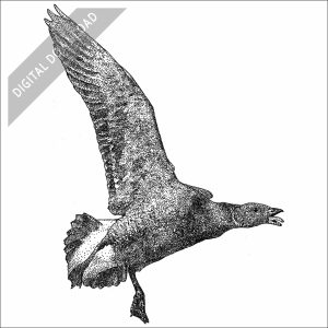 Brant Goose black and white stock drawing