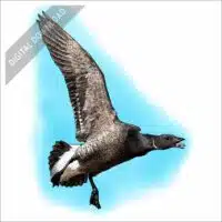 Brant Goose stock art drawing