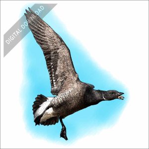Brant Goose stock art drawing