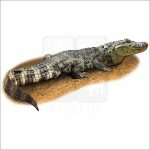 Broad-Snouted Caiman drawing