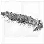 Broad-Snouted Caiman black and white drawing