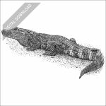 Broad-Snouted Caiman black and white stock drawing