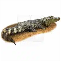 Broad-Snouted Caiman drawing