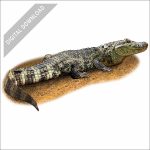 Broad-Snouted Caiman stock art drawing