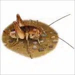 California Camel Cricket drawing