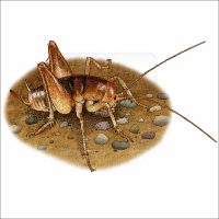 California Camel Cricket drawing