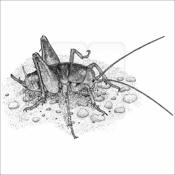 California Camel Cricket black and white drawing
