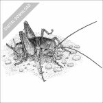 California Camel Cricket black and white stock drawing