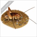 California Camel Cricket stock art drawing