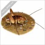 California Camel Cricket stock art drawing