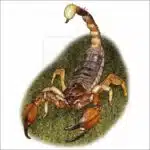 California Swollen-stinger Scorpion drawing